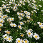 Veel heel veel margrietjes op de fairways